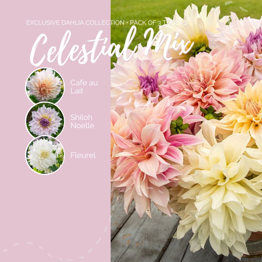 Dahlia Bulbs (Dinnerplate) - Celestial Mix