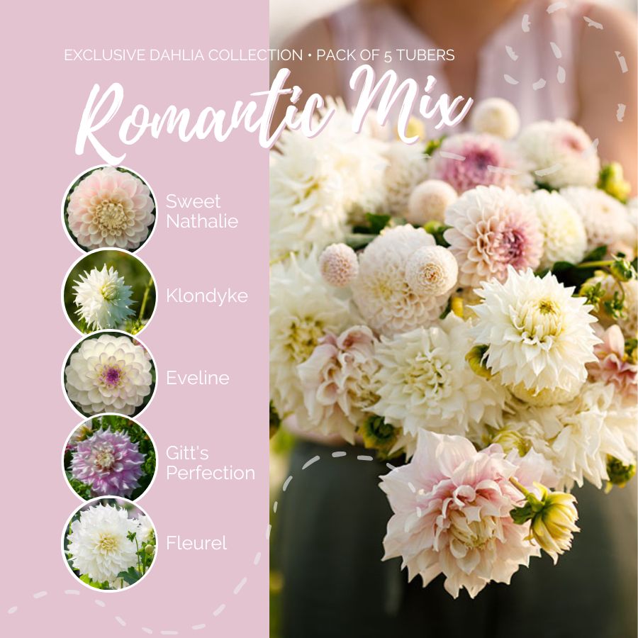 Dahlia Bulbs - Romantic Mix