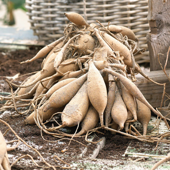 Dahlia Bulbs (Ball & Decorative) - Old Rose Mix