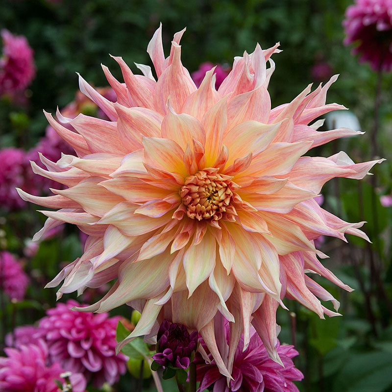 Dahlia Bulbs (Dinnerplate) - Penhill Watermelon