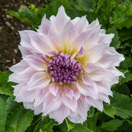 Dahlia Bulbs (Dinnerplate) - Shiloh Noelle