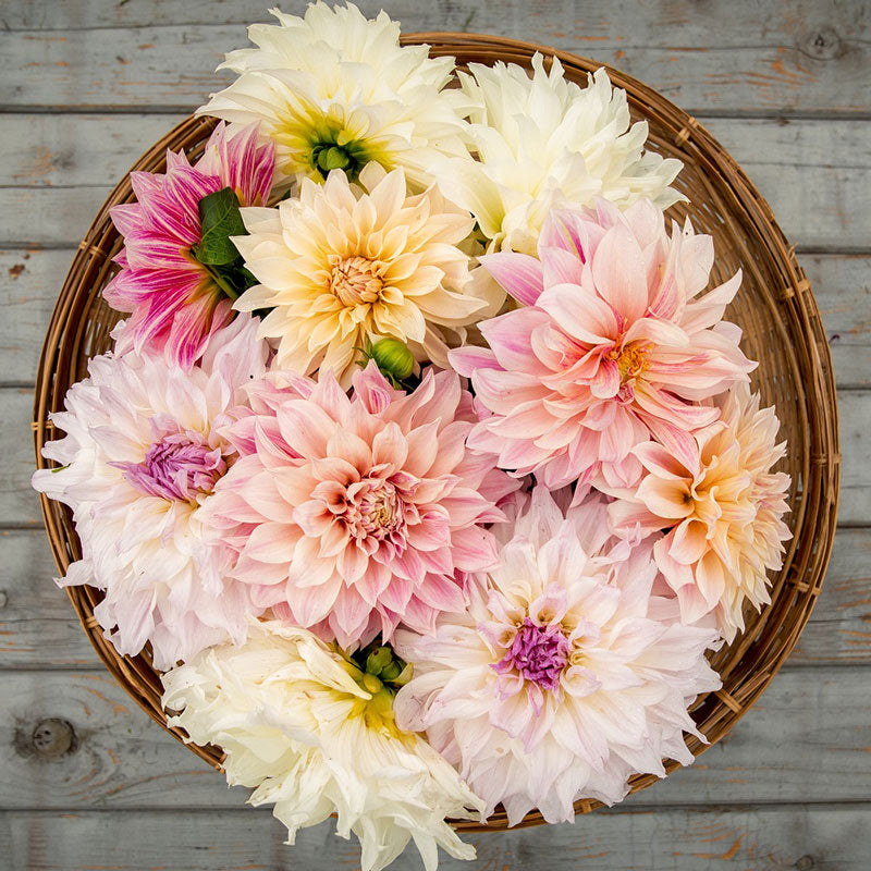 Dahlia Bulbs (Dinnerplate) - Shiloh Noelle