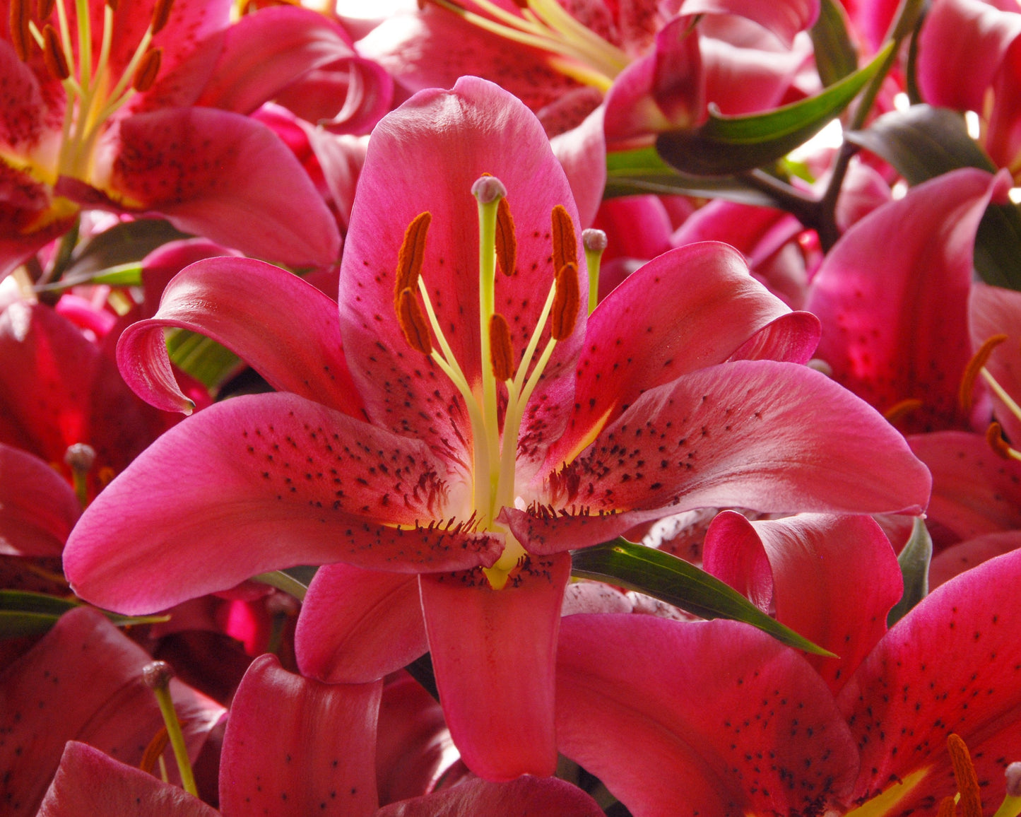 Lily 'Montezuma'