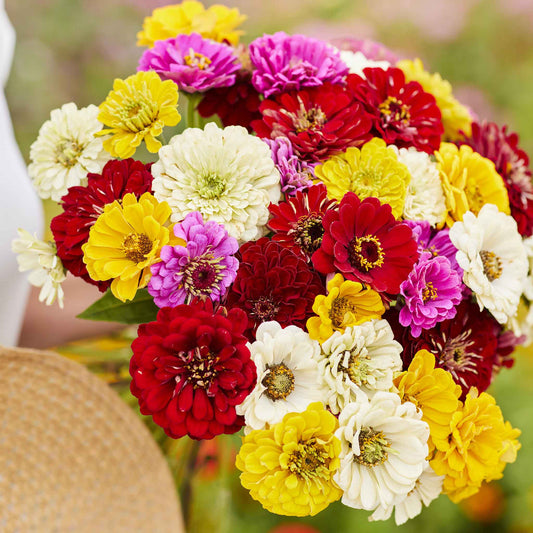 Zinnia Seeds - Benary Mix