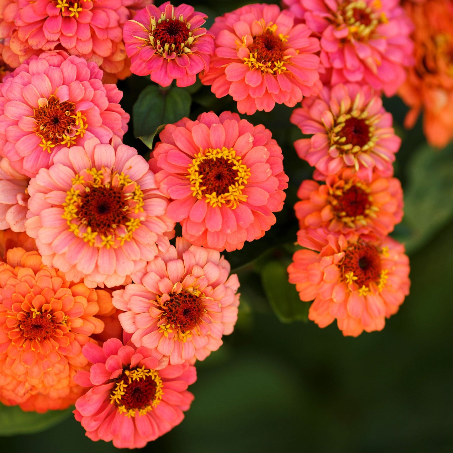 Zinnia Seeds - Pumila Salmon