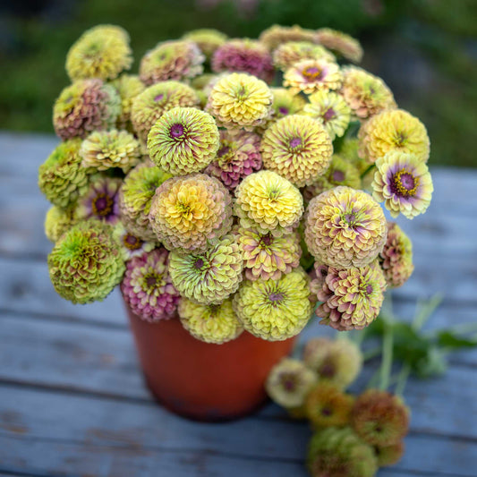 Zinnia Seeds - Queen Lime Blush