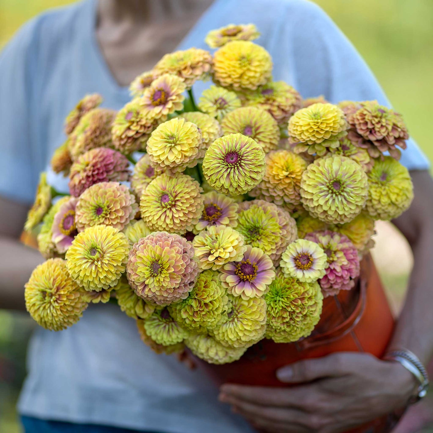 Zinnia Seeds - Queen Lime Blush