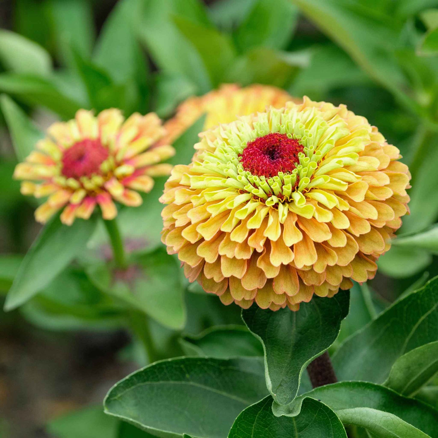 Zinnia Seeds - Queen Lime Orange