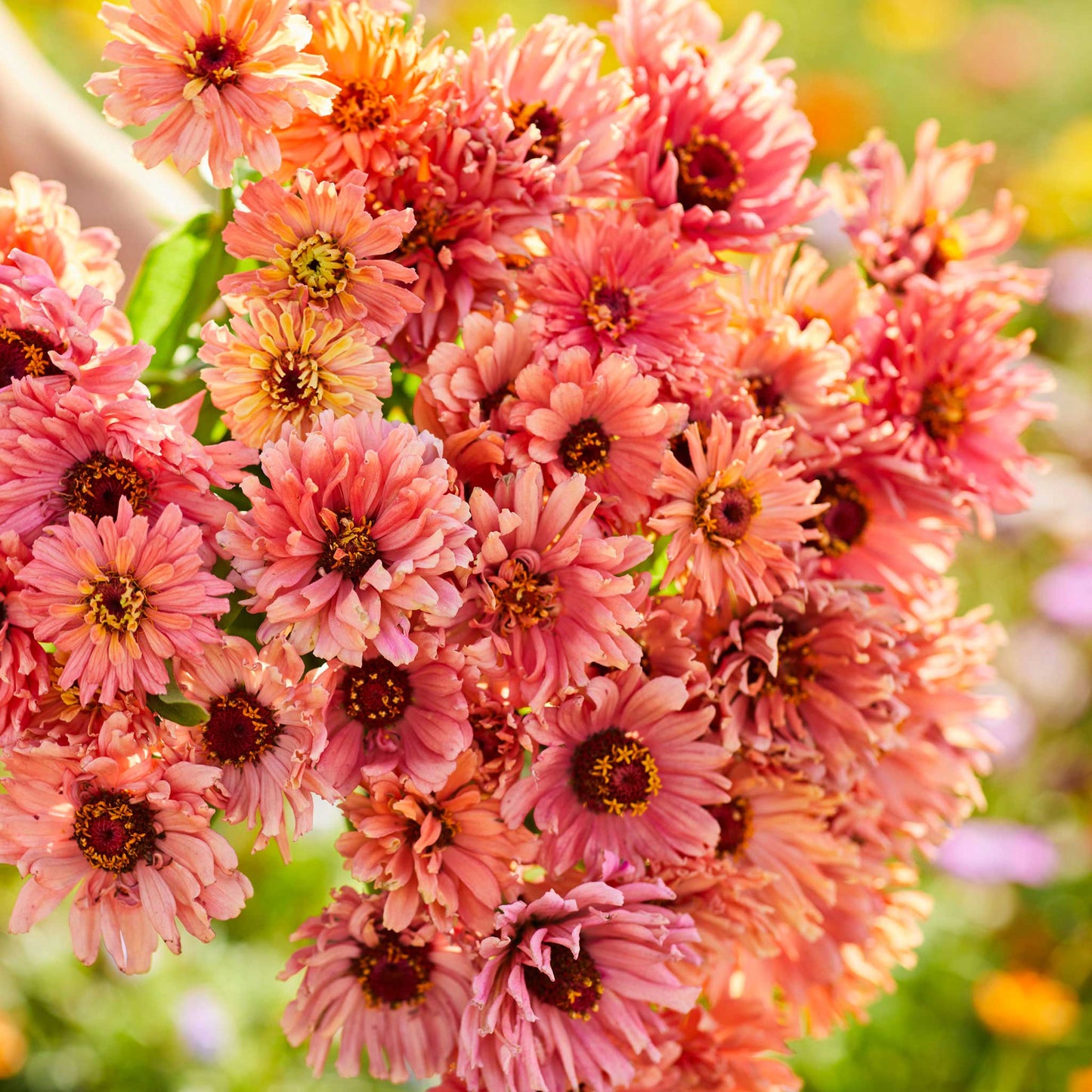 Zinnia Seeds - Senorita