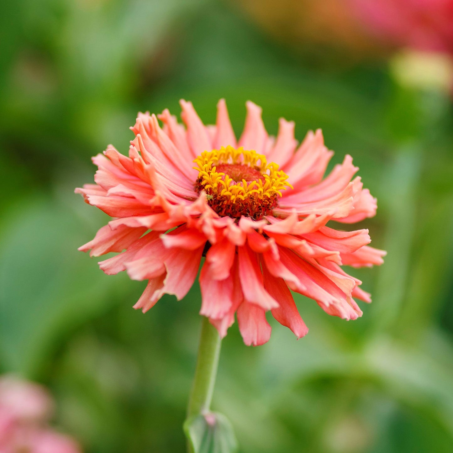 Zinnia Seeds - Senorita