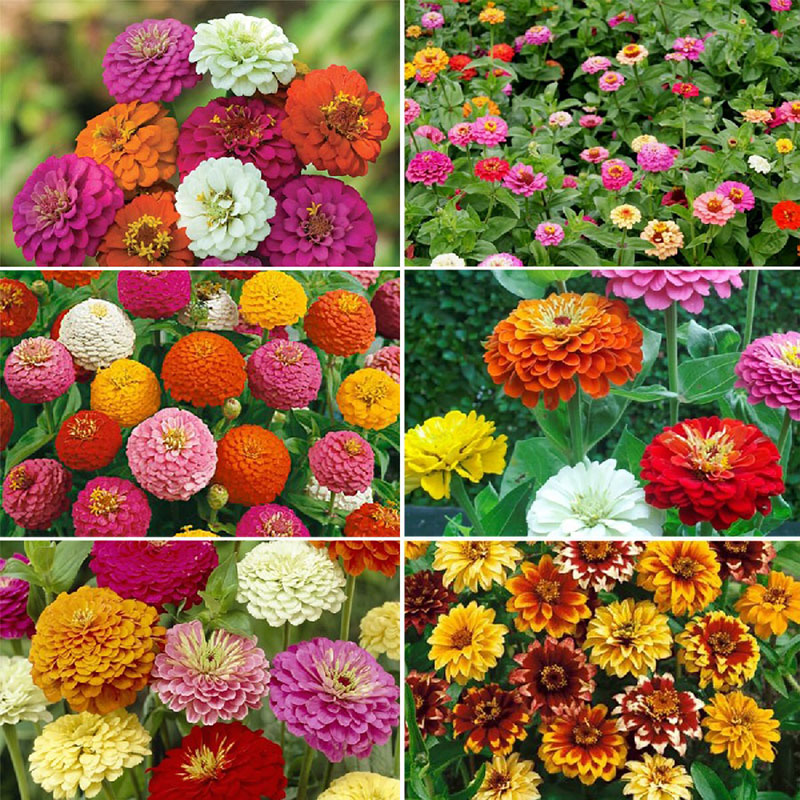 Zin Master - Zinnia Flower Seed Mix